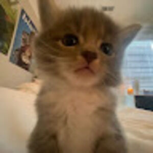 Meet your Posher, Meow